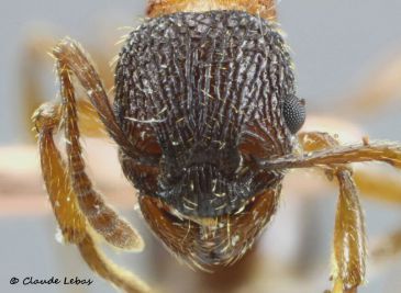 tete Myrmica sulcinodis