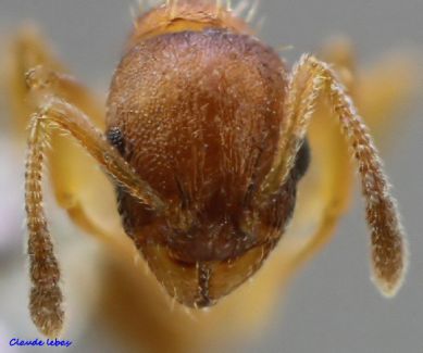 tete  Temnothorax albipennis