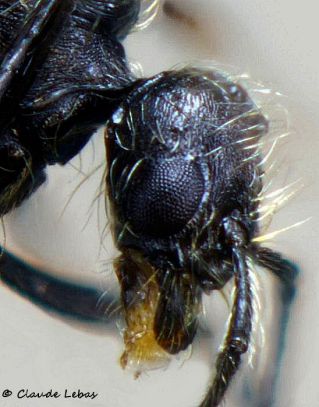 tete de male Goniomma hispanicum