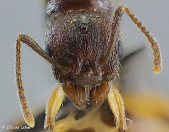 tete de  reine Aphaenogaster subterranea
