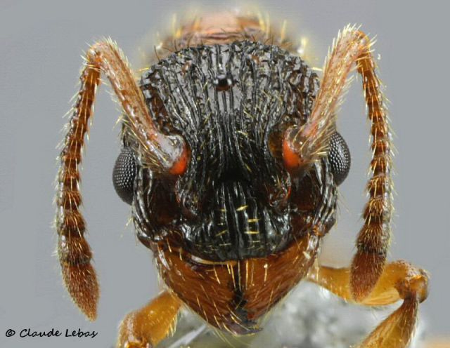 tete de gyne Myrmica lobicornis avec un gros lobe au scape