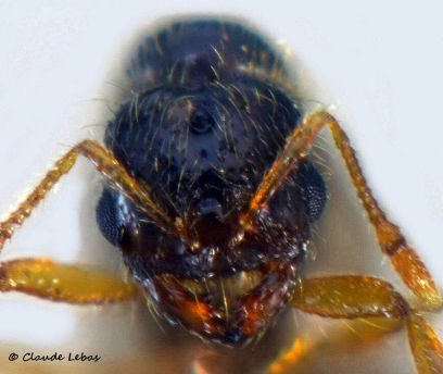 tete avec des poils longs de la reine Solenopsis gallica