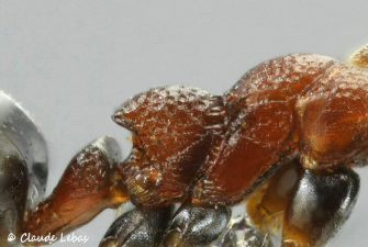 thorax  Dolichoderus quadripunctatus