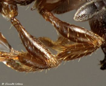 tibias avec les poils herissés d‘une reine Leptothorax acervorum