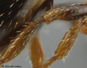 tibias aux poils couchés de Leptothorax muscorum
